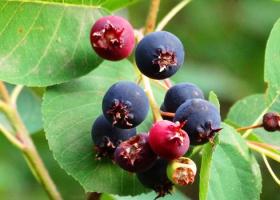 Ирга — ягода, которая лечит: полезные свойства и противопоказания