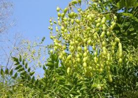 Rastlina Sophora japonica: použitie v ľudovom liečiteľstve, liečivé vlastnosti a kontraindikácie