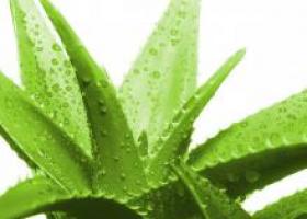 Aloe v homeopatiji Mehanizem delovanja rastline