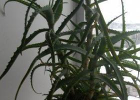Aloe: množenie doma, vlastnosti starostlivosti a kultivácie